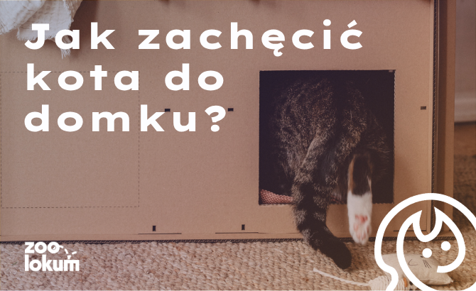 Jak oswoić kota z nowym domkiem?