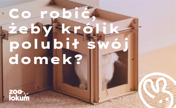 Kilka sposobów na zapoznanie królika z domkiem